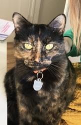 Reunited Female Cat last seen Near W 200 S- W 200 S S Foss St S Montegomery St  Sherwood Park , Salt Lake City, UT 84104
