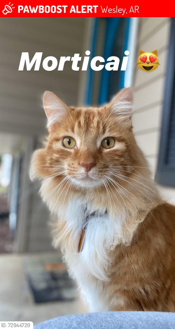 Lost Male Cat last seen Near Madison 7888 Wesley Arkansas, Wesley, AR 72773