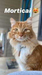 Lost Male Cat last seen Near Madison 7888 Wesley Arkansas, Wesley, AR 72773