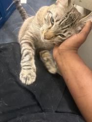 Reunited Male Cat last seen Wholefoods 365 on Cloverfield and Pico, Santa Monica, CA 90404
