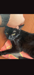 Reunited Male Cat last seen South 5th St..close to the cs, Lindenhurst, NY 11757