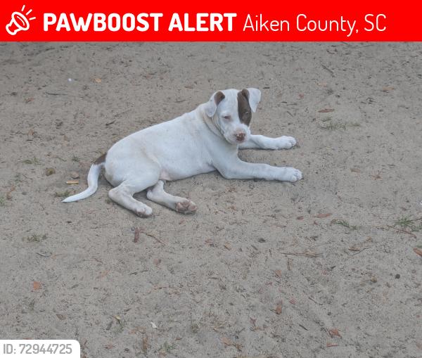 Lost Male Dog last seen Nobhill circle , Aiken County, SC 29164