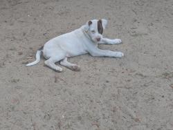 Lost Male Dog last seen Nobhill circle , Aiken County, SC 29164