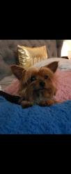 Lost Female Dog last seen Terra Bella St, Los Angeles, CA 91331