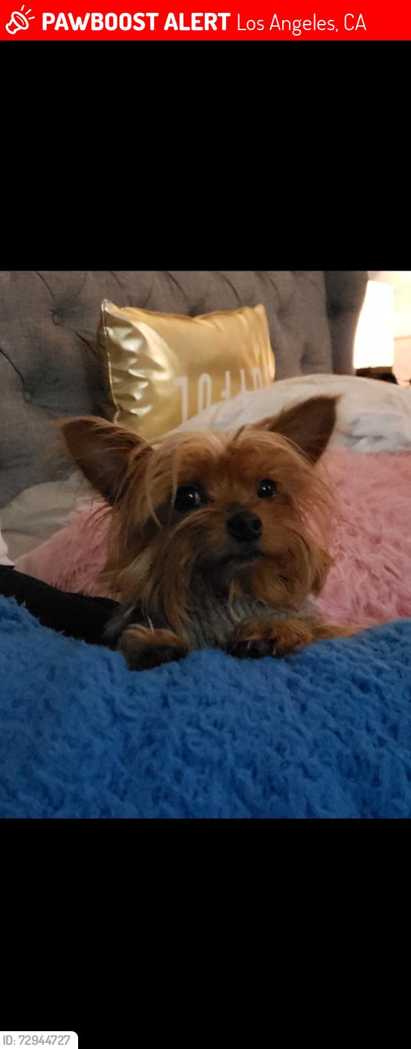 Lost Female Dog last seen Terra Bella St, Los Angeles, CA 91331