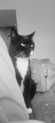 Lost Male Cat last seen Hurley Rd, Guiles Rd, Valrico, FL 33596
