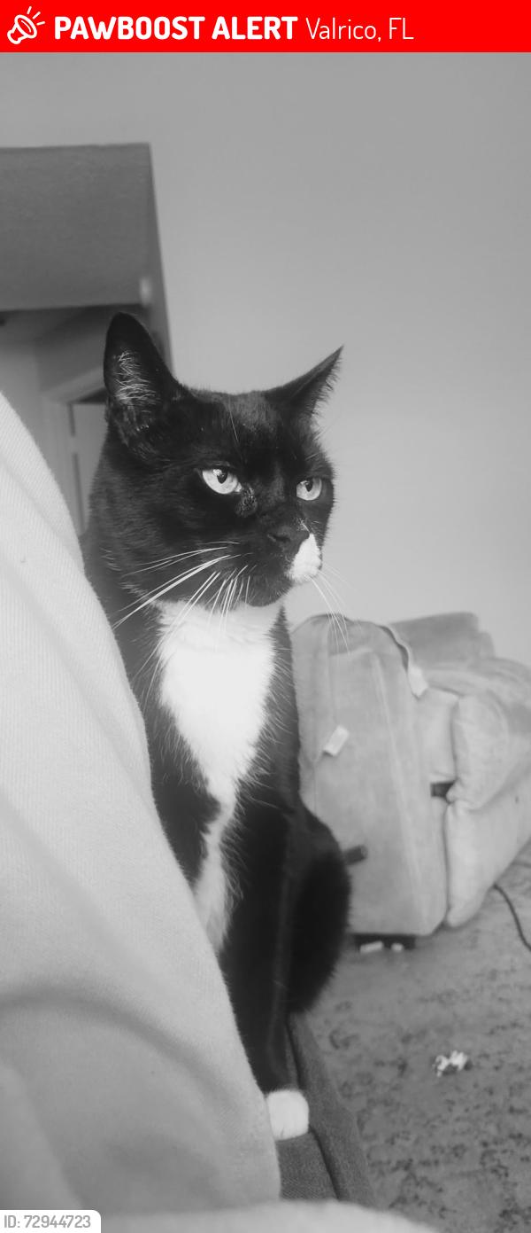 Lost Male Cat last seen Hurley Rd, Guiles Rd, Valrico, FL 33596