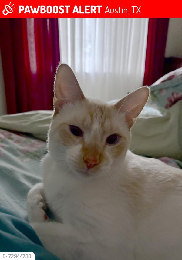Lost Male Cat last seen Cortina Dr., Austin, TX 78749