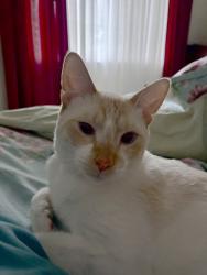 Lost Male Cat last seen Cortina Dr., Austin, TX 78749