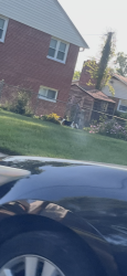 Found/Stray Unknown Dog last seen Exeter st, Annandale va, Annandale, VA 22003