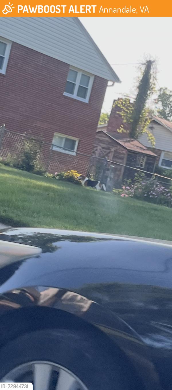 Found/Stray Unknown Dog last seen Exeter st, Annandale va, Annandale, VA 22003