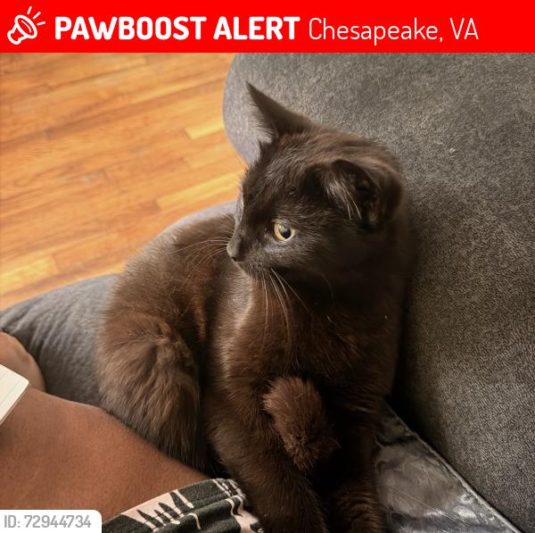Lost Male Cat last seen The Birches, Chesapeake, VA 23320