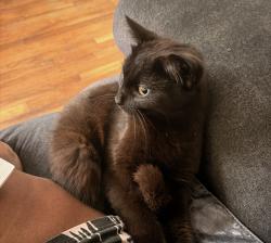 Lost Male Cat last seen The Birches, Chesapeake, VA 23320