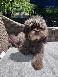 Reunited Male Dog last seen Miramar and Hinsdale , South Euclid, OH 44121