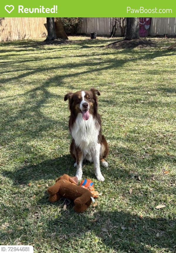 Reunited Male Dog last seen Klein Church Rd and Louetta, Spring, TX 77379