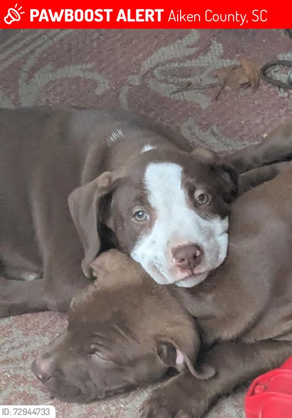 Lost Male Dog last seen Nobhill circle , Aiken County, SC 29164