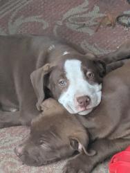 Lost Male Dog last seen Nobhill circle , Aiken County, SC 29164