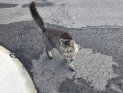 Found/Stray Unknown Cat last seen Charles cox dr. Found in the Aylo Health parking lot, Canton, GA 30115