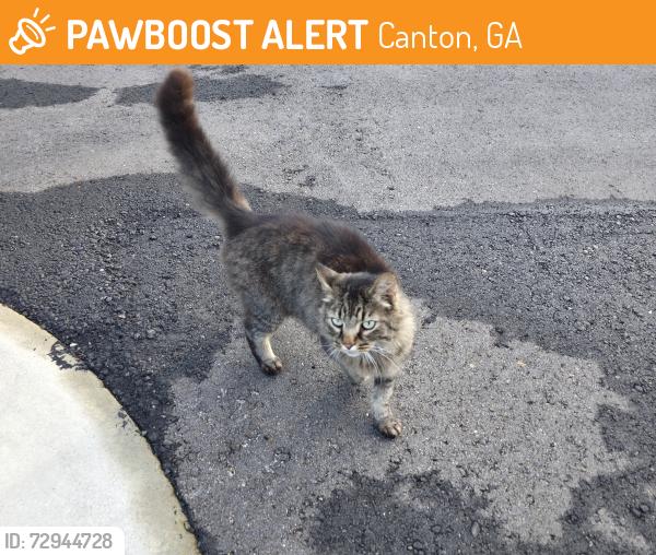 Found/Stray Unknown Cat last seen Charles cox dr. Found in the Aylo Health parking lot, Canton, GA 30115