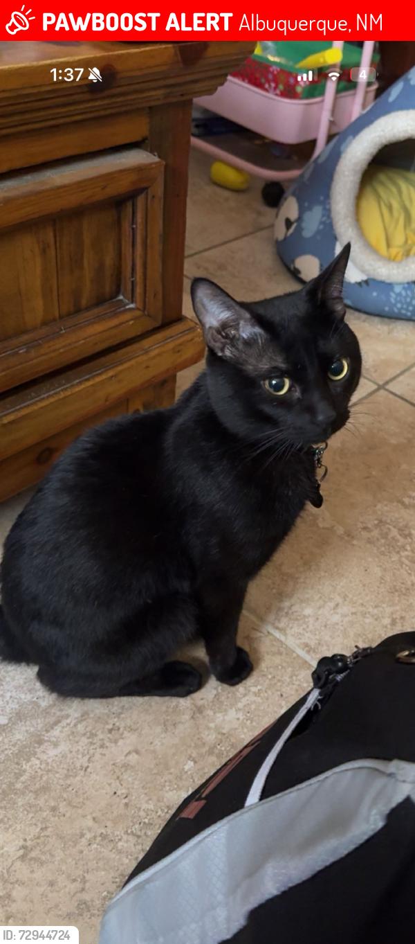 Lost Male Cat last seen Tramway and central, Albuquerque, NM 87102