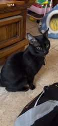 Lost Male Cat last seen Tramway and central, Albuquerque, NM 87102