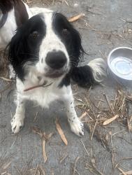 Reunited Male Dog last seen Bird and 98th, Olympia Heights, FL 33165