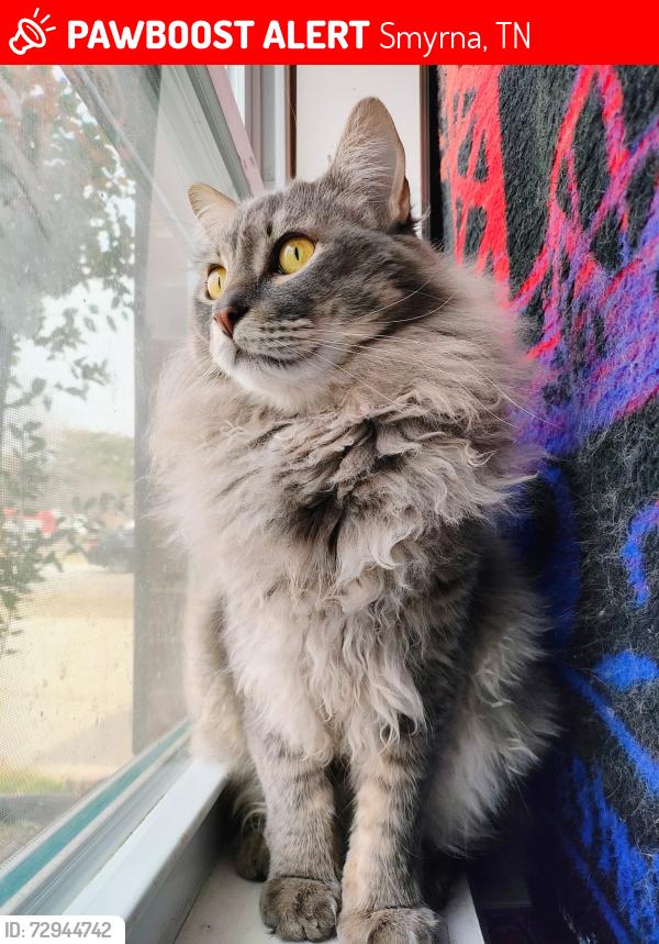 Lost Male Cat last seen Bailey Collins Dr and Hazelwood Dr, Smyrna, TN 37167