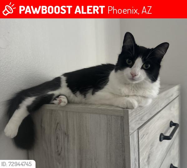 Lost Female Cat last seen Near w sweetwater, Phoenix, AZ 85029