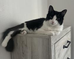 Lost Female Cat last seen Near w sweetwater, Phoenix, AZ 85029