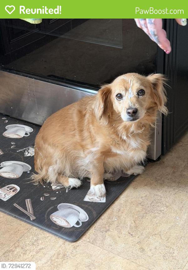 Reunited Male Dog last seen Baptist , Bethel Park, PA 15102