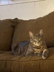 Reunited Male Cat last seen Rio Way , Sandy, UT 84093