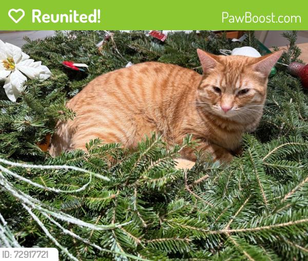 Reunited Male Cat last seen New Bond Road and Green Hills Court , Sugar Grove, IL 60554