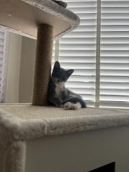 Reunited Female Cat last seen Saxby street , Greater Manchester, England M6 7RG