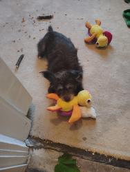 Reunited Female Dog last seen N Austin St 900 block, Denton, TX 76201