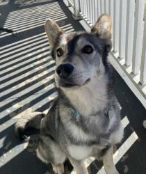 Reunited Male Dog last seen Country Club Rd. & Oleander Dr. , Wilmington, NC 28403