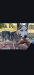 Lost Female Dog last seen Becker/kestor drive, Port St. Lucie, FL 34953