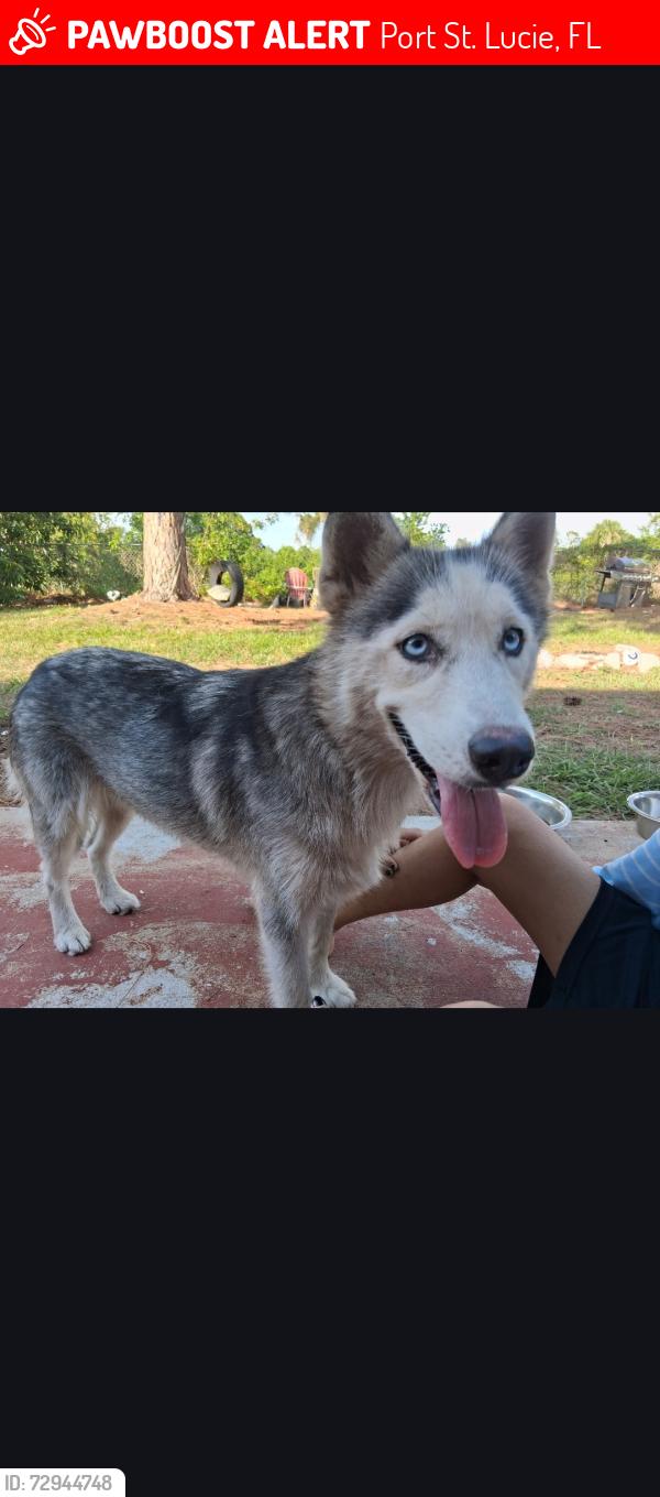 Lost Female Dog last seen Becker/kestor drive, Port St. Lucie, FL 34953