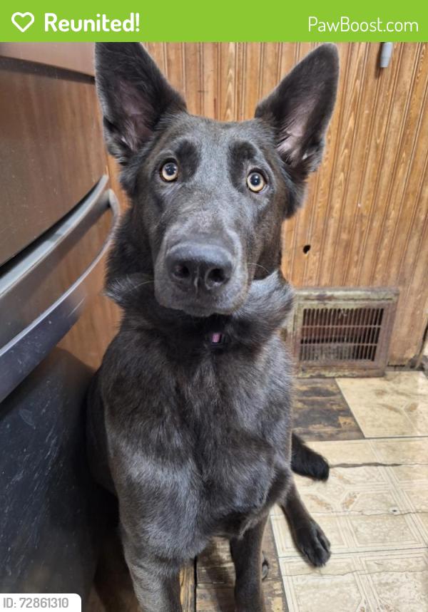 Reunited Female Dog last seen Dartmore and South main St and wilbeth, Akron, OH 44301