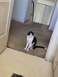 Lost Male Cat last seen Cadwallader, San Jose, CA 95121