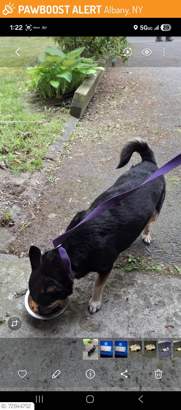 Found/Stray Male Dog last seen McCarty Avenue & S.bertha, Albany, NY 12202