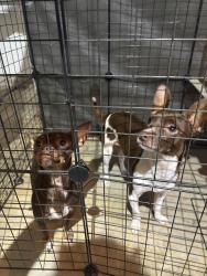 Found/Stray Unknown Dog last seen Golden Triangle & Park Vista, Fort Worth, TX 76244