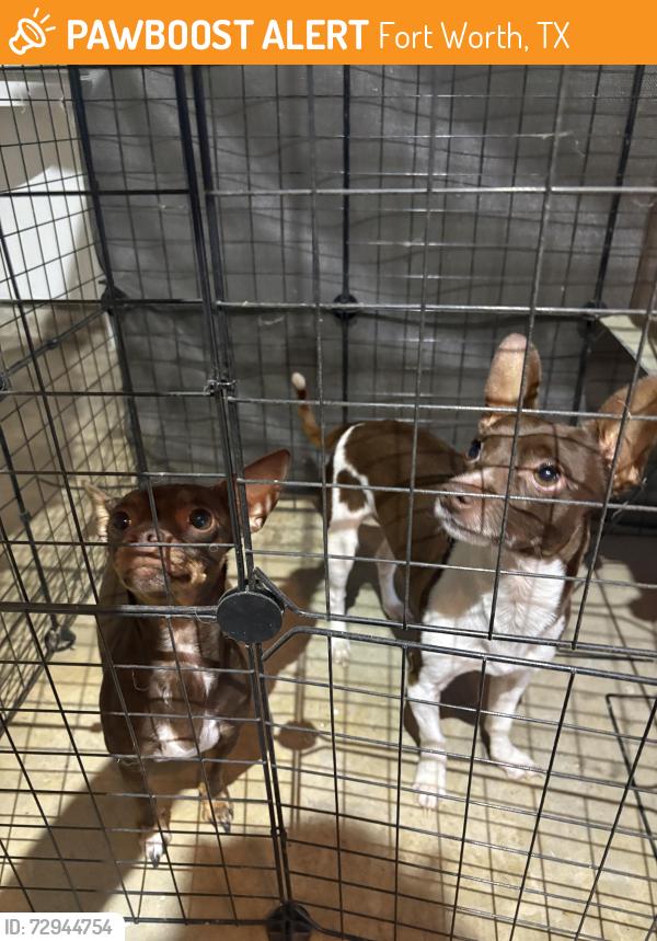Found/Stray Unknown Dog last seen Golden Triangle & Park Vista, Fort Worth, TX 76244