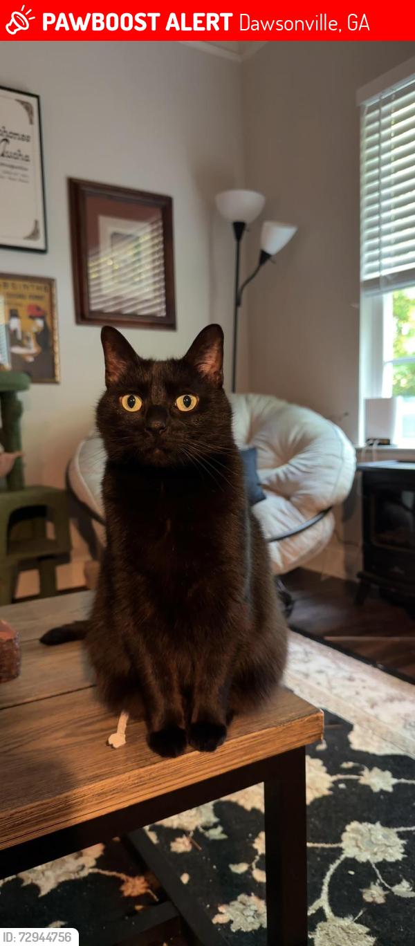 Lost Female Cat last seen Riley place neighborhood, Dawsonville, GA 30534