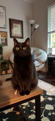 Lost Female Cat last seen Riley place neighborhood, Dawsonville, GA 30534