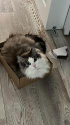 Reunited Male Cat last seen NW 78th Manor, NW 123rd Av, Parkland, FL 33076