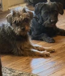Lost Male Dog last seen Knowles, Pensacola, FL 32503