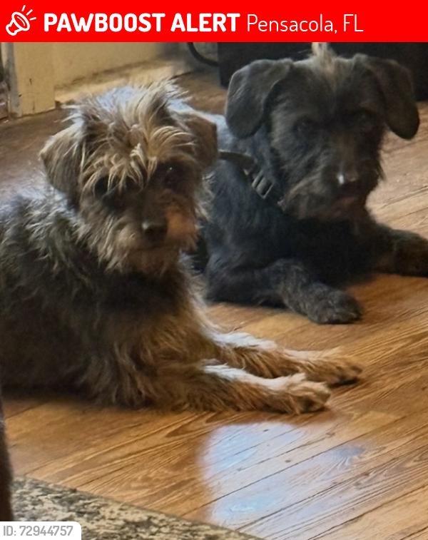 Lost Male Dog last seen Knowles, Pensacola, FL 32503