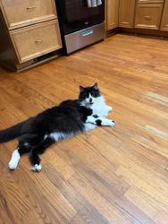 Lost Male Cat last seen Dusty Lane, Decatur, GA 30032