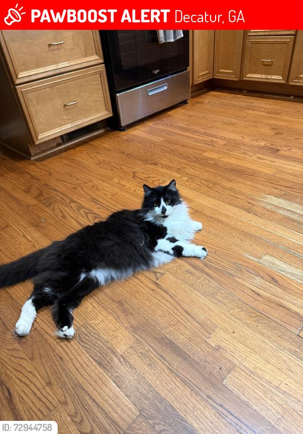 Lost Male Cat last seen Dusty Lane, Decatur, GA 30032