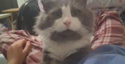 Lost Male Cat last seen Chestnut south benton, Belton, MO 64012